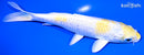 5.75" LEMON HARIWAKE