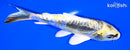 5.75" KIN KIKOKURYU