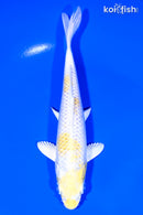 5.75" LEMON HARIWAKE