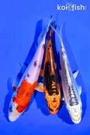 PACK OF (3) 5-6" STANDARD KOI