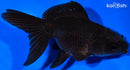 4.75" TELESCOPE FANTAIL GOLDFISH