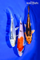 PACK OF (3) 5-6" STANDARD KOI