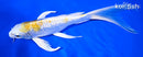 8.25" GINRIN LEMON HARIWAKE BUTTERFLY