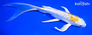 8.25" GINRIN LEMON HARIWAKE BUTTERFLY