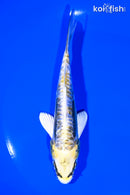 5.75" KIN KIKOKURYU