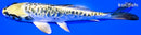 5.75" KIN KIKOKURYU