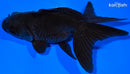 4.75" TELESCOPE FANTAIL GOLDFISH
