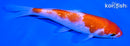 5.25" GINRIN KOHAKU