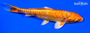 5.5" DOITSU ORENJI OGON