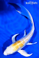 8.25" GINRIN LEMON HARIWAKE BUTTERFLY