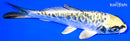 5.75" KIN KIKOKURYU