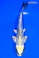 5.75" KIN KIKOKURYU