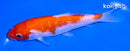 5.25" GINRIN KOHAKU