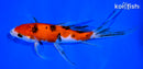 8" SANKE BUTTERFLY
