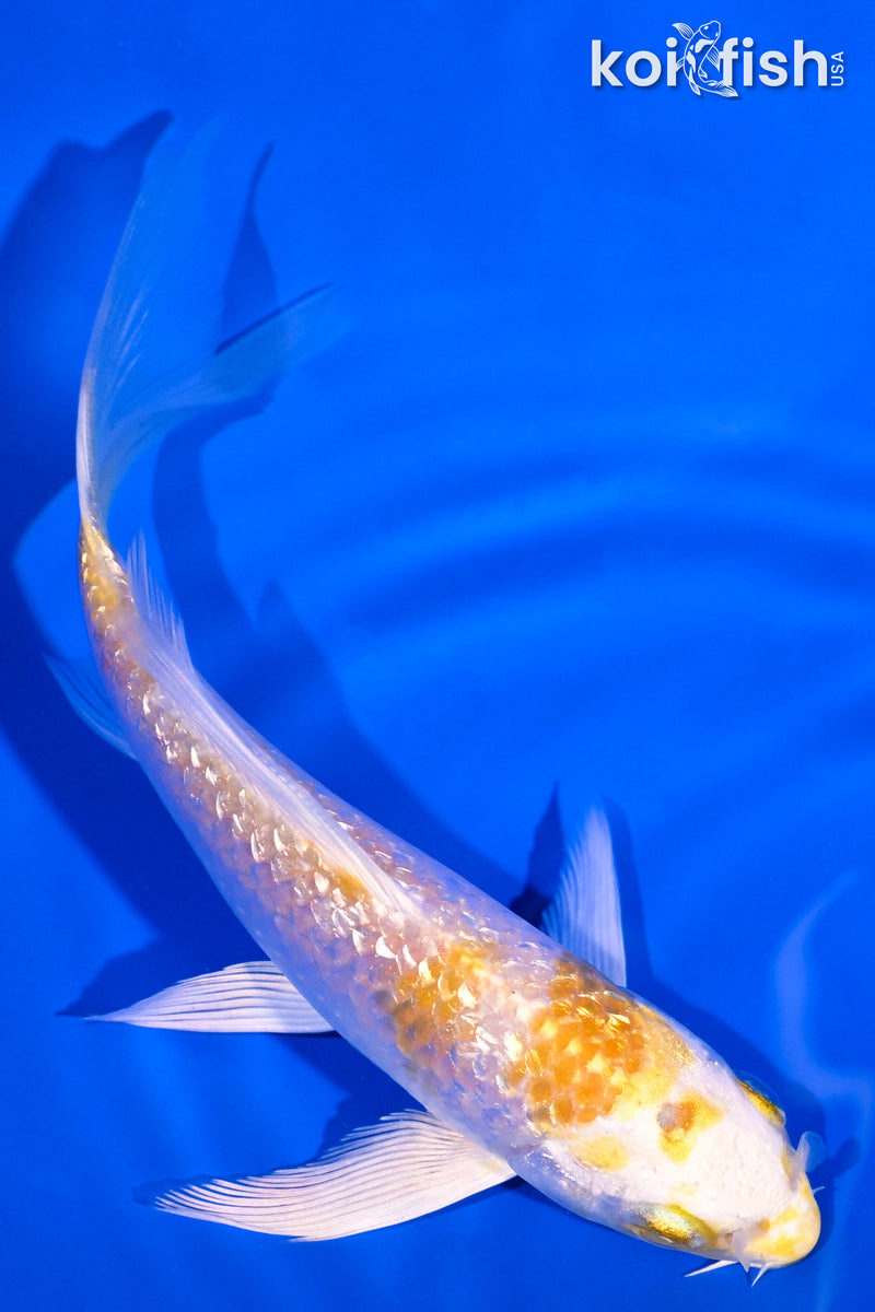 4.25" GINRIN HARIWAKE BUTTERFLY