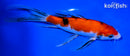 8" SANKE BUTTERFLY