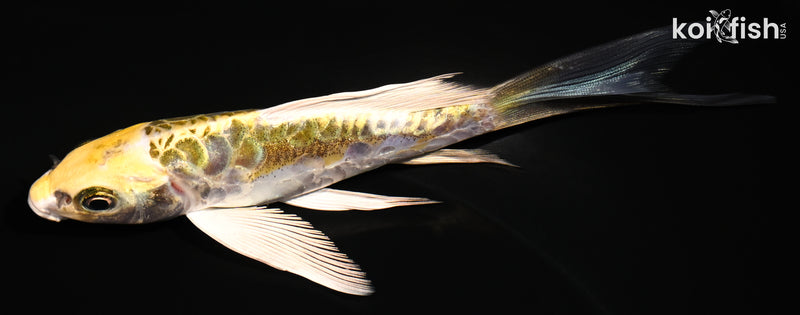 5.25" KIN KIKOKURYU BUTTERFLY