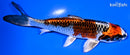 5.75" BENI GINGA