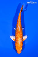 5.5" DOITSU ORENJI OGON