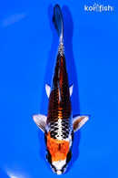 5.75" BENI GINGA