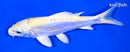 6" DOITSU LEMON HARIWAKE