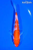 5.25" GINRIN KOHAKU
