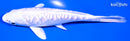 6" DOITSU PLATINUM OGON