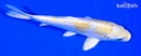 6" DOITSU LEMON HARIWAKE