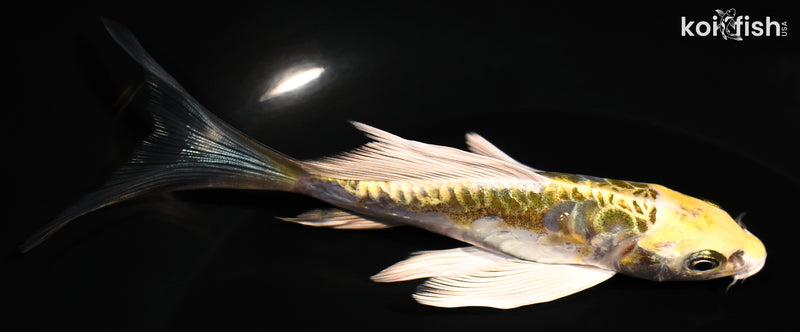 5.25" KIN KIKOKURYU BUTTERFLY