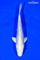 6" DOITSU LEMON HARIWAKE