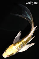 5.25" KIN KIKOKURYU BUTTERFLY