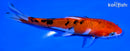 5.75" SANKE