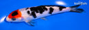 5.75" TANCHO SHOWA