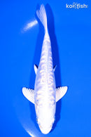 6" DOITSU PLATINUM OGON