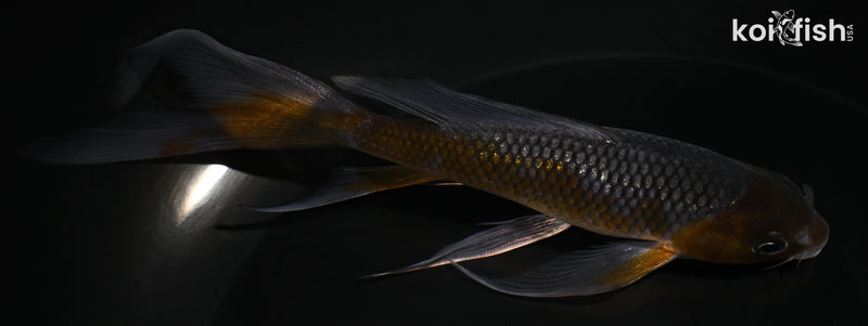 5.5" GINRIN OCHIBA SHIGURE BUTTERFLY