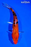 5.75" SANKE