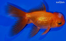 5.25" KIRIN ORANDA GOLDFISH