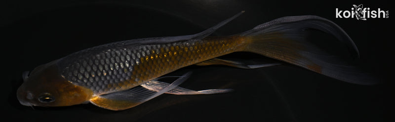 5.5" GINRIN OCHIBA SHIGURE BUTTERFLY