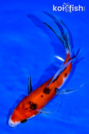 8" SANKE BUTTERFLY