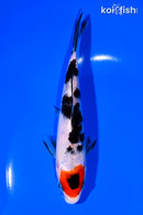 5.75" TANCHO SHOWA