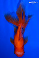 5.25" KIRIN ORANDA GOLDFISH