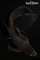 5.5" GINRIN OCHIBA SHIGURE BUTTERFLY