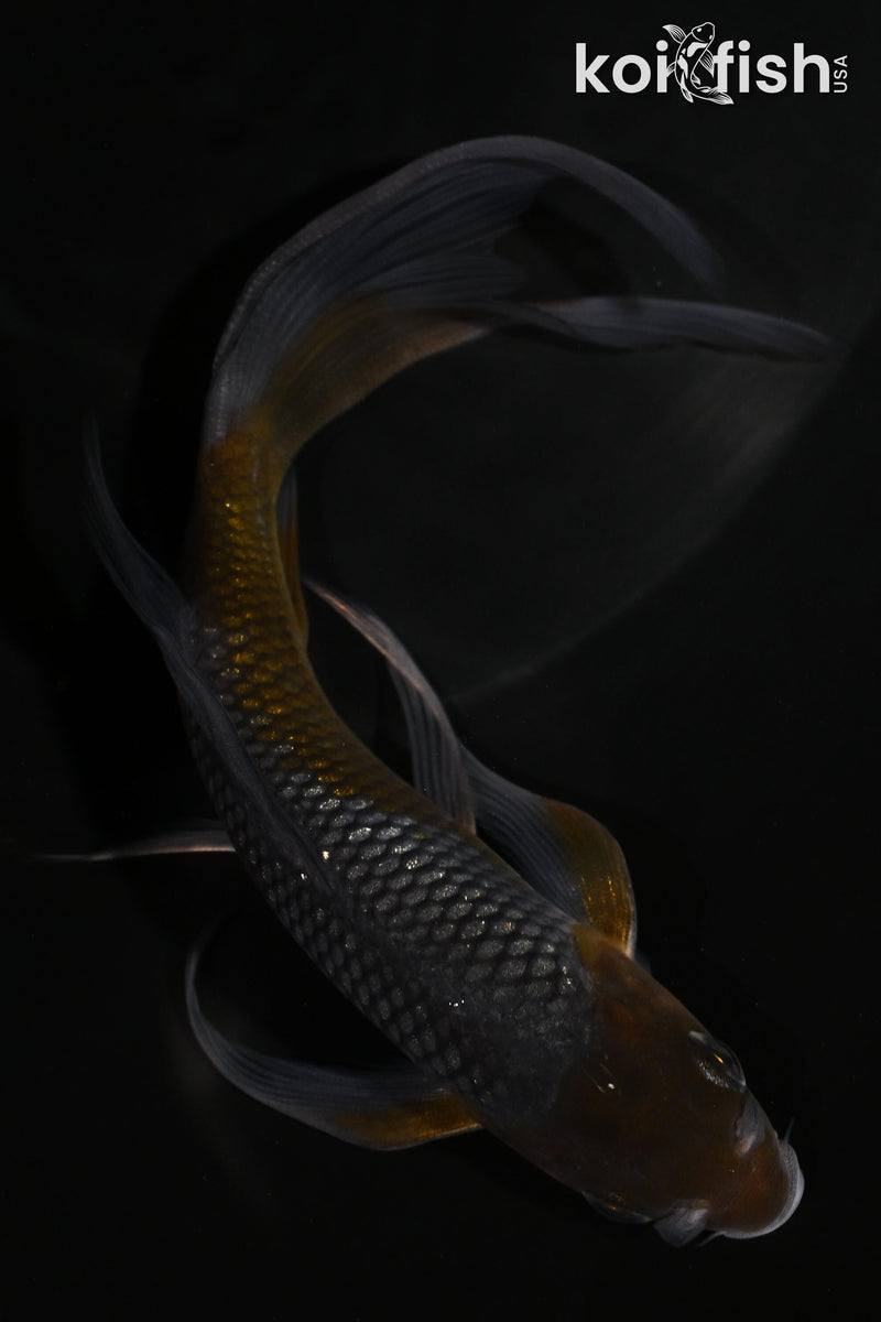 5.5" GINRIN OCHIBA SHIGURE BUTTERFLY