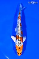 6.5" BENI KIKOKURYU