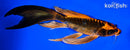 8" BENI KIKOKURYU BUTTERLFY