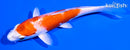 5.25" HARIWAKE