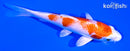 5.25" HARIWAKE