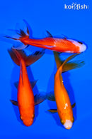 PACK OF (3) 4-5" WAKIN GOLDFISH