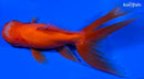 5.25" KIRIN ORANDA GOLDFISH