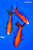 PACK OF (3) 4-5" WAKIN GOLDFISH